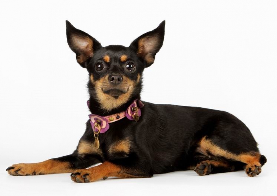 Rus oyuncak terrier