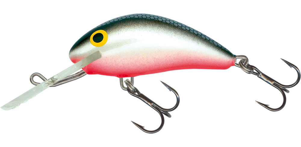 Salmo eşekarısı