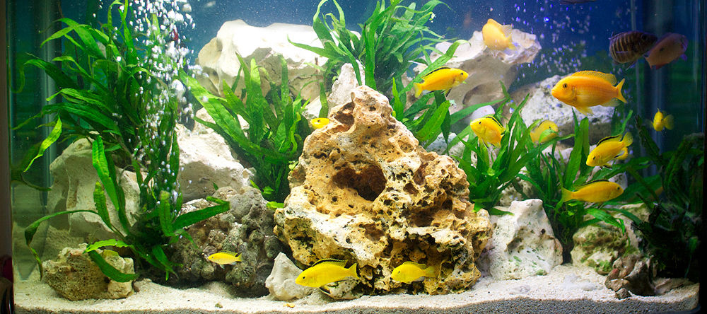 com escollir un aquari
