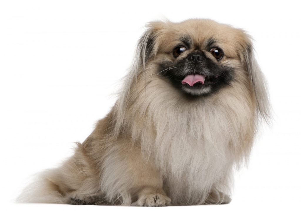 Pekinese