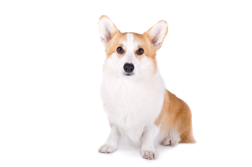 Galce Corgi Pembroke