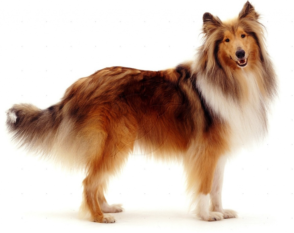 işkoç çoban köpeği