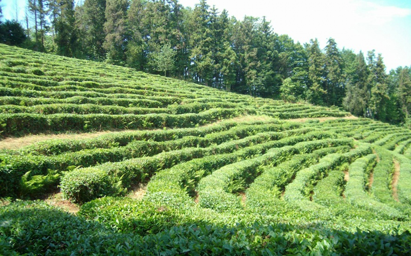 TEA PLANTATION DAGOMYS