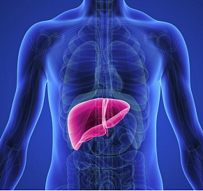 8 beste medicijnen om de lever te herstellen