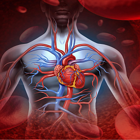 14 beste medicijnen voor hart en bloedvaten