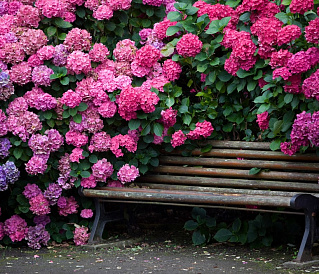 17 beste variëteiten van hortensia's