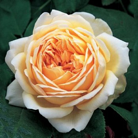 6 beste variëteiten van Austin-rozen