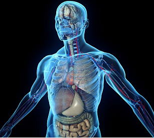 6 millors llibres de text sobre anatomia