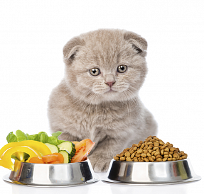 8 millors aliments per a gats escocesos